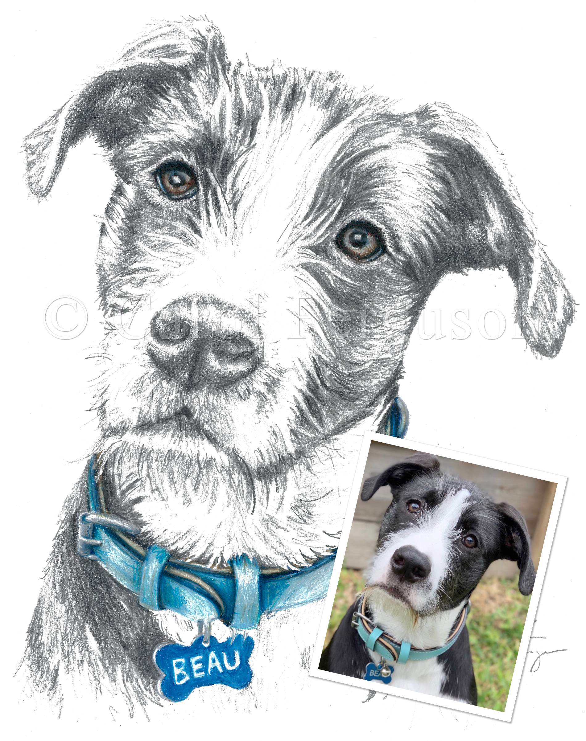 Custom Drawn Graphite Pencil Dog Pet Portrait by Carol Ferguson Art Custom Drawn Graphite Pencil Dog Pet Portrait by Carol Ferguson Art For Pet Owner in Houston Texas