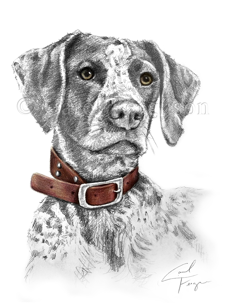 german-shorthaired-pointer-hunting-dog-art-drawing-carol-ferguson-art-web Carol Ferguson Art, Graphic Pencil Drawing, Alabama Pet Portrait Artist, German Shorthaired Pointer Hunting Dog Art Gift